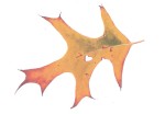 Storms of Autumn: Embracing Winds of Change
