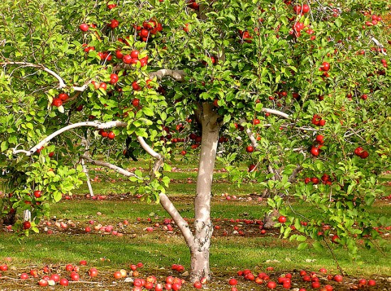 Please don’t prune the apple tree