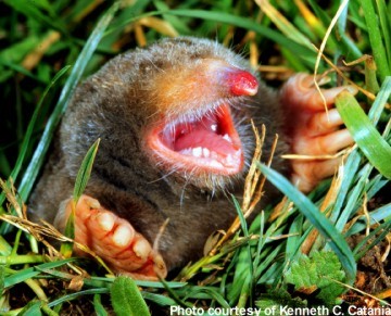 You’ve got moles!
