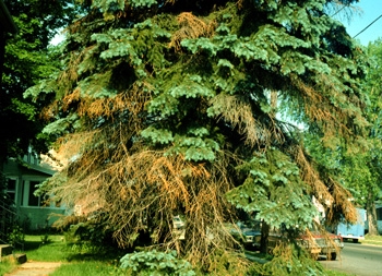 Climate shift wreaking havoc on plants