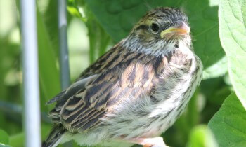 baby Chirping Sparrow Copyright 2012 Lauri Crowe
