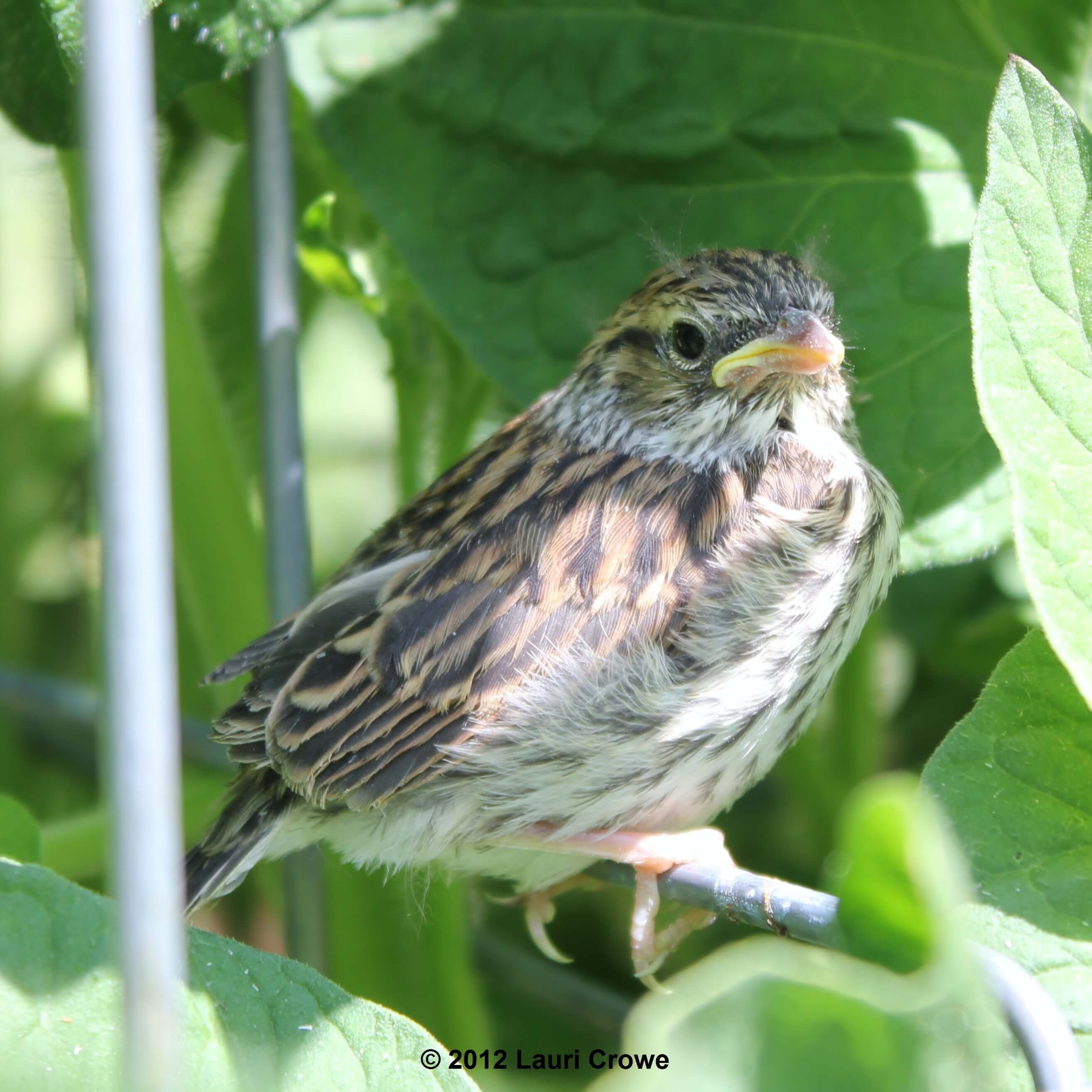 baby Chirping Sparrow Copyright 2012 Lauri Crowe