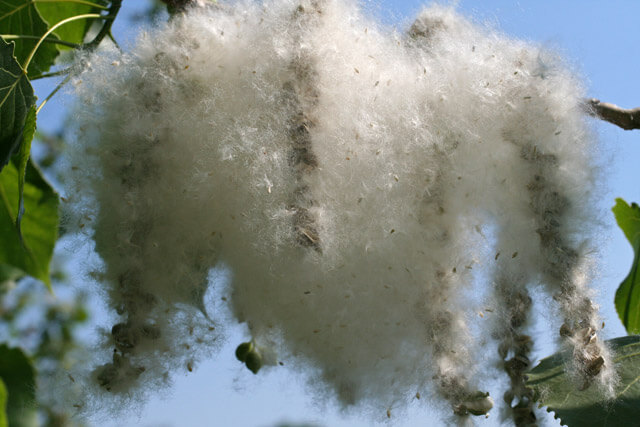 How Long Do Cottonwood Trees Shed? 