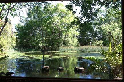 View out over wildlife pond