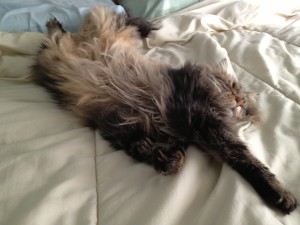 Rex the Maine Coon cat (not a duster, despite the appearance) - napping gold medalist.