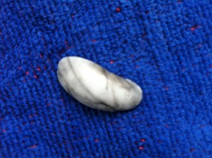 Tiny seashell reveals simple beauty