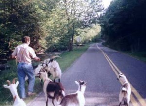 Henry Reed -- Pied Piper of Dreams -- walking goats down Fox Creek Road