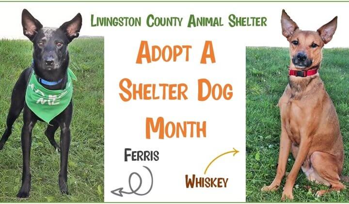 It S October Adopt A Shelter Dog Month The Livingston Post Com
