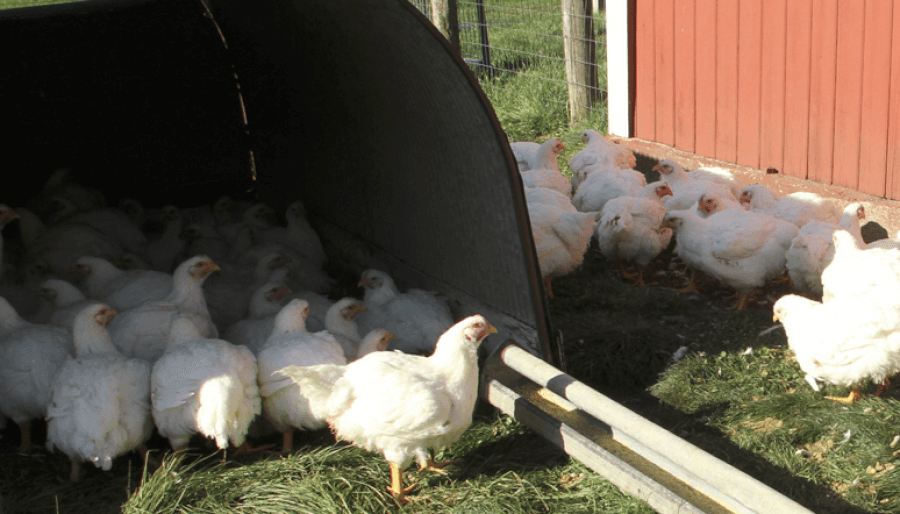 Avian flu found in Livingston County backyard flock The Livingston